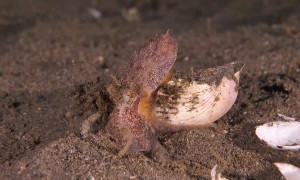 Coconut Octopus Positions Itself in Shell