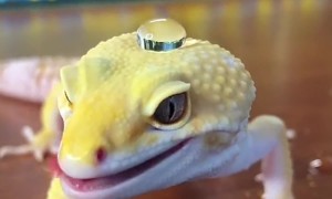 Gecko's Skin Repels Water