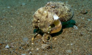 Little Octopus Crawls Along Ocean Floor