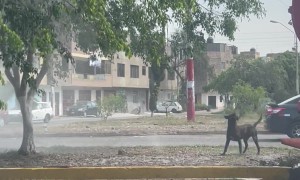 Man With Water Hose Plays With Pup