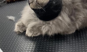 Fluffy Cat Wears Headband While Getting Groomed
