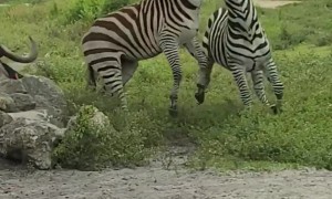 Zebras Duke It Out At Drive Through Safari