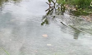Massive Snake Slithers Through Neighborhood