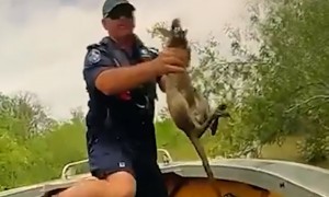 Police rescue baby kangaroo from crocodile-infested floodwaters