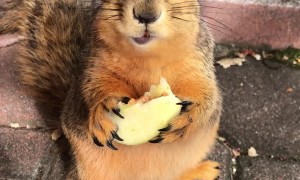 Young Squirrel Has A Snack