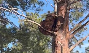 Chicago Man Meets a Bear