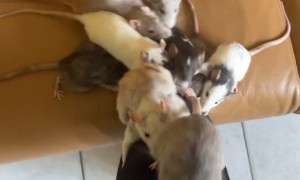 One Rodent Left Behind When Pet Rats Climb Up Leg