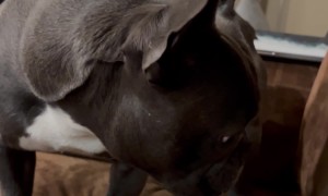 Kev The Frenchie Is Terrified Of His Toots