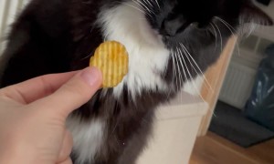Cat Offended By The Chip