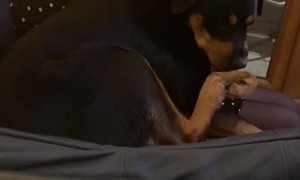 The Rottweiler Foot Attack