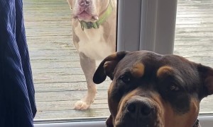 Dog's Mouth Quivers As He Looks Through Door