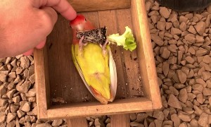 Fred the Bird Helps His Owner Sell Pottery