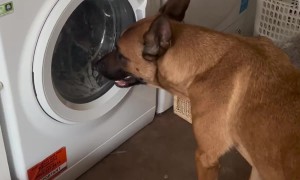 Dog Impatiently Waits for His Toys to Be Washed