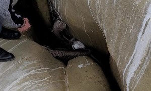 Woman Frees Bird Wedged In Between Rocks