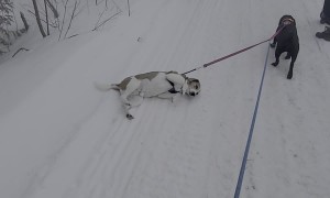 Hound Dog Gets Dragged by Friend During Walk in Snow