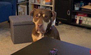 Pup Wants Her Presents