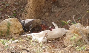 Komodo Dragon Feeds on Goat