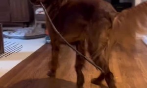 Dog caught bringing giant stick into home