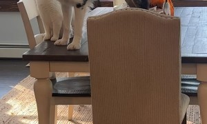 Levi the Dog Wants to be a Cat