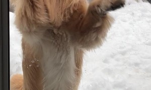 Corona the Golden Isn't the Brightest