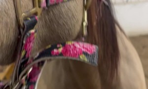 Horse Can Smile on Command