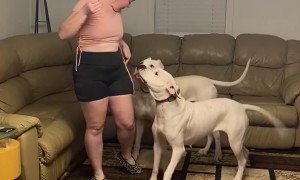 Dogs and Owner Play With A Balloon