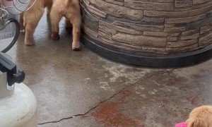 Cat Falls Prey To Puppy Pile