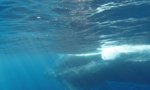 Humpback Mother With Calf
