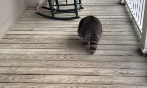 Biscuit the Raccoon is Porch Patrol