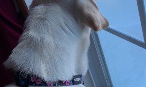 Barking Dog Sounds a Bit Like a Sea  Lion