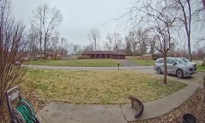 Woman Falls Backwards in Front of Doorbell Camera