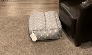 Henry the Roomba Dog