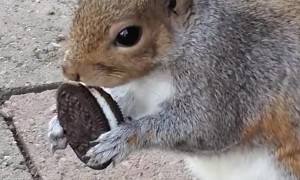 You Can't Take the Whole Oreo!