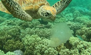 Sea Turtle Snacks on a Jellyfish