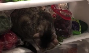 Feline Found Chilling in the Fridge
