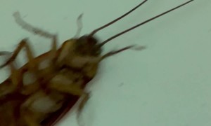 Ants Drag Cockroach by Its Antennas