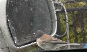 Bird Attacks Its Reflection in Car's Side-View Mirror
