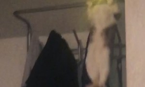 Luna the Cat Falls and Does Pull-Ups to Try and Save Herself