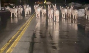 Deer Herd Slows Traffic