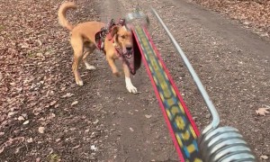 Bikejoring Training on a Trail