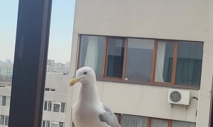 Cat and Seagull Have Beef Through Window