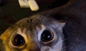 Scaredy Cat Unsettled by Bunny Mask