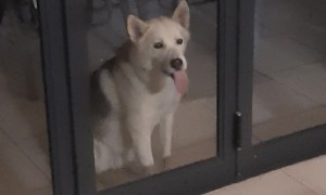 Batman the Husky Looks Goofy While Licking Glass