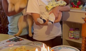 Happy Barkday To You