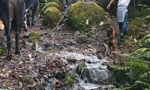 Boy Learns the Meaning of "Occupational Hazard"