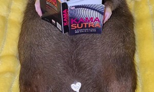 Pet Rat Studies In Style