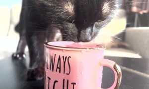 Black Cat's Adorable Water Dance