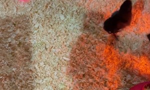 Baby Chicks Getting Their Cardio In