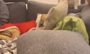 Cat Judges You For Your Flatulence