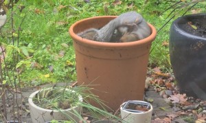 Flower Pots Are For Playtime, Not Flowers